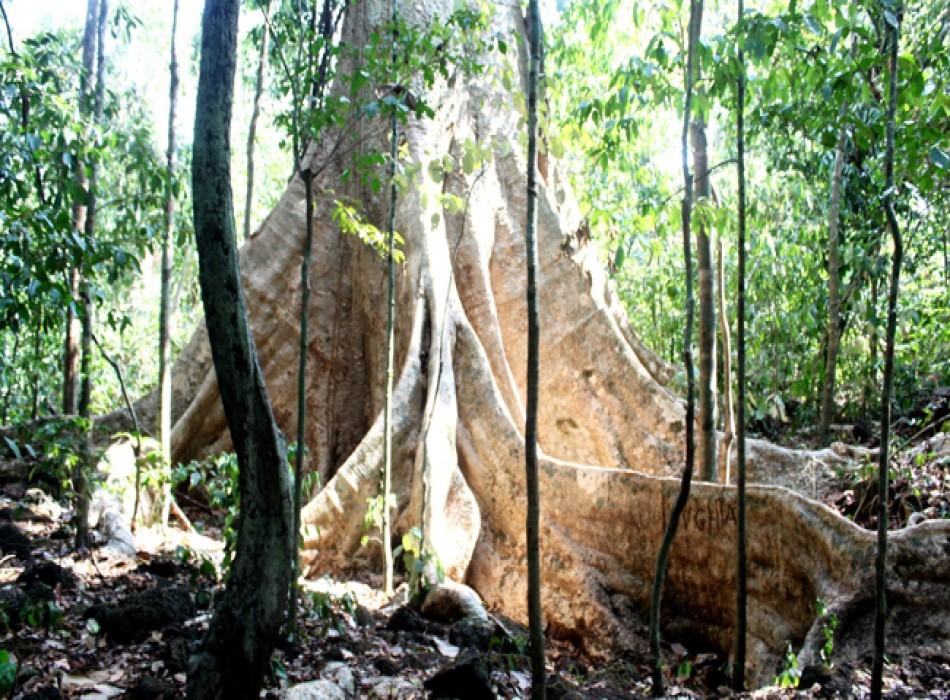 Cây Tùng khổng lồ của rừng đặc chủng Nam Cát Tiên