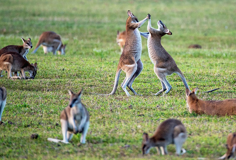Kangaroo - động vật bản địa độc đáo nước Úc